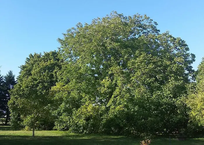 Le Vieux Noyer Bed & Breakfast Saint-Maurice-de-Tavernole